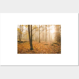 Foggy morning autumn forest Posters and Art